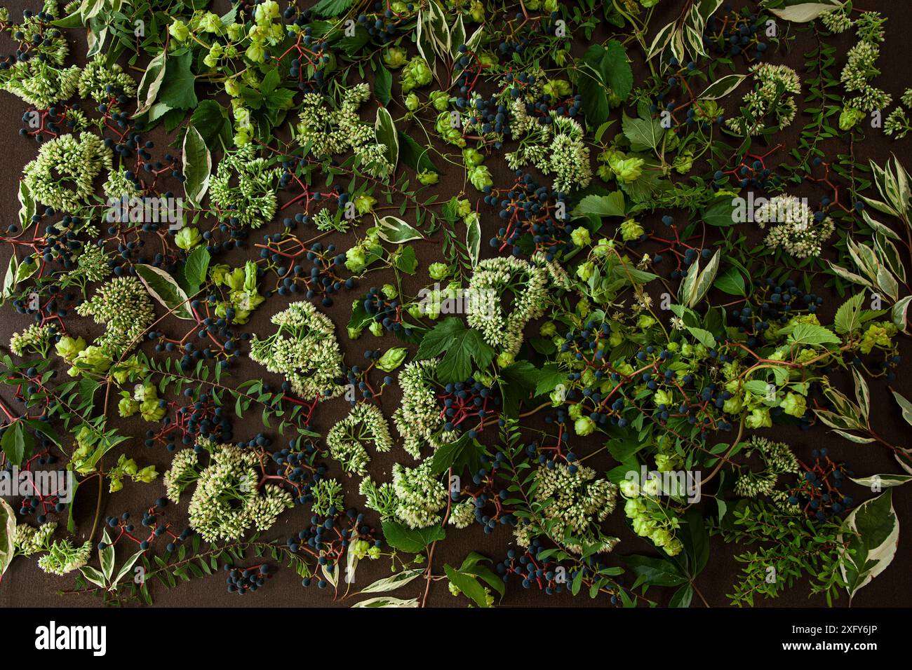 Composizione floreale di fiori e piante del giardino, vite selvatica, luppolo, stonecropo e uva scura Foto Stock