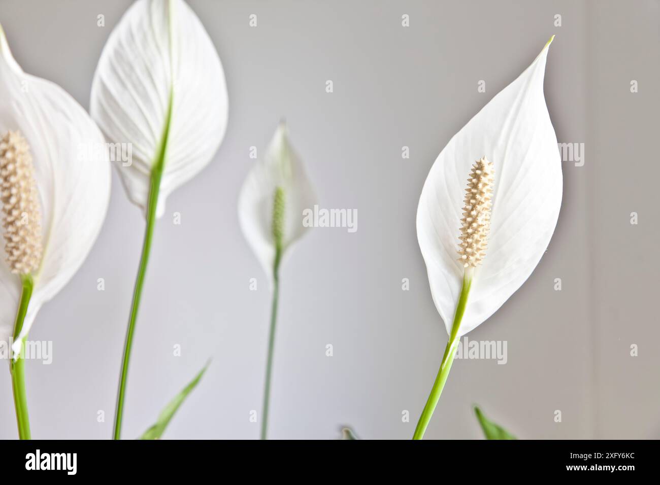 La pianta d'appartamento con grande foglia bianca di forma ovale è anche chiamata pianta del giglio della pace o del cucchiaio, Spathiphyllum Foto Stock