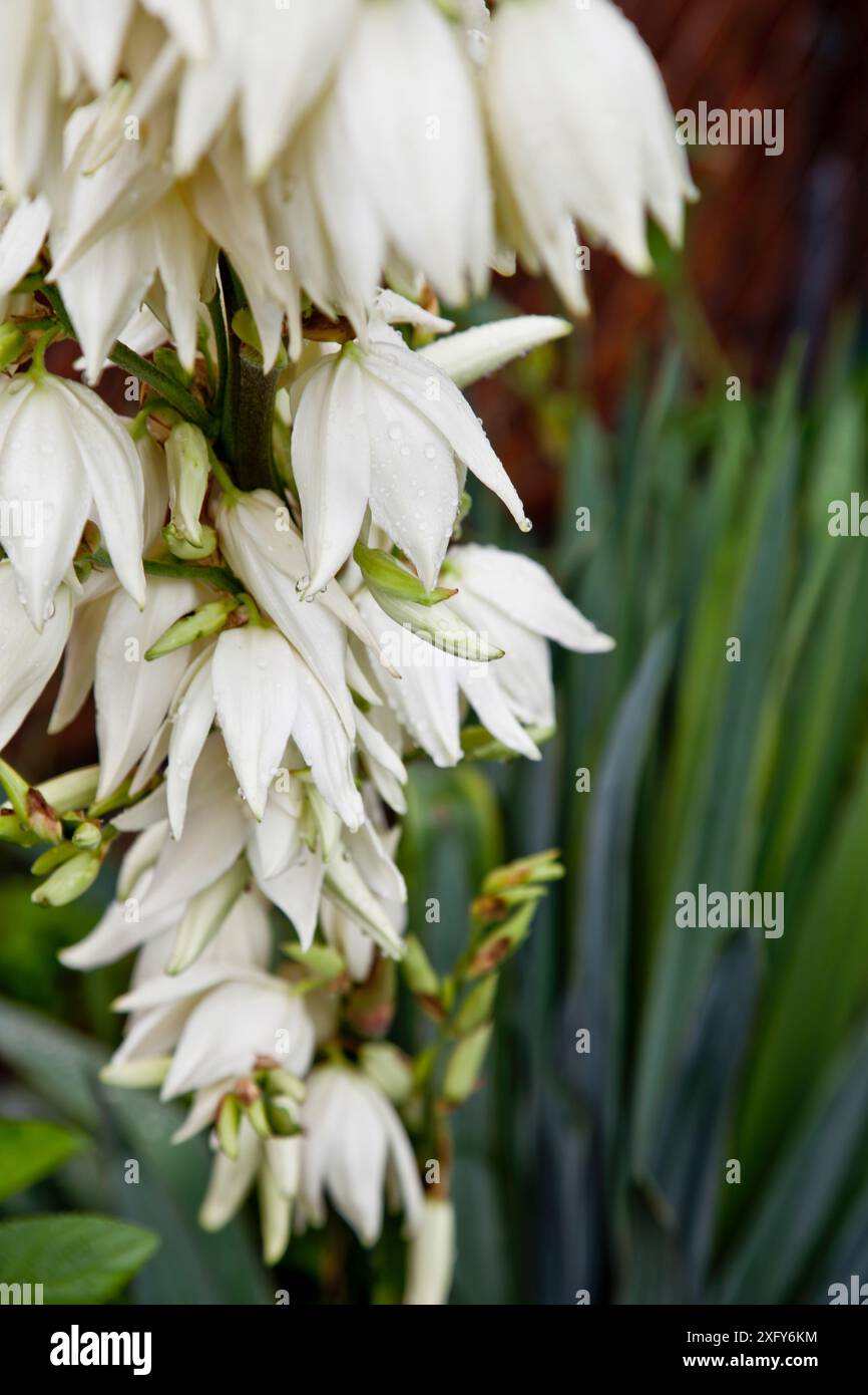 Fiori bianchi del giglio di palma in primo piano, foglie verdi della palma yucca sullo sfondo, Yucca filamentosa Foto Stock