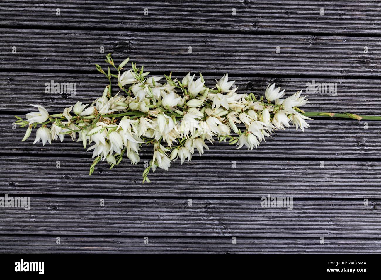 Fiori bianchi del giglio di palma su un lungo stelo di fiori della palma yucca, Yucca filamentosa Foto Stock