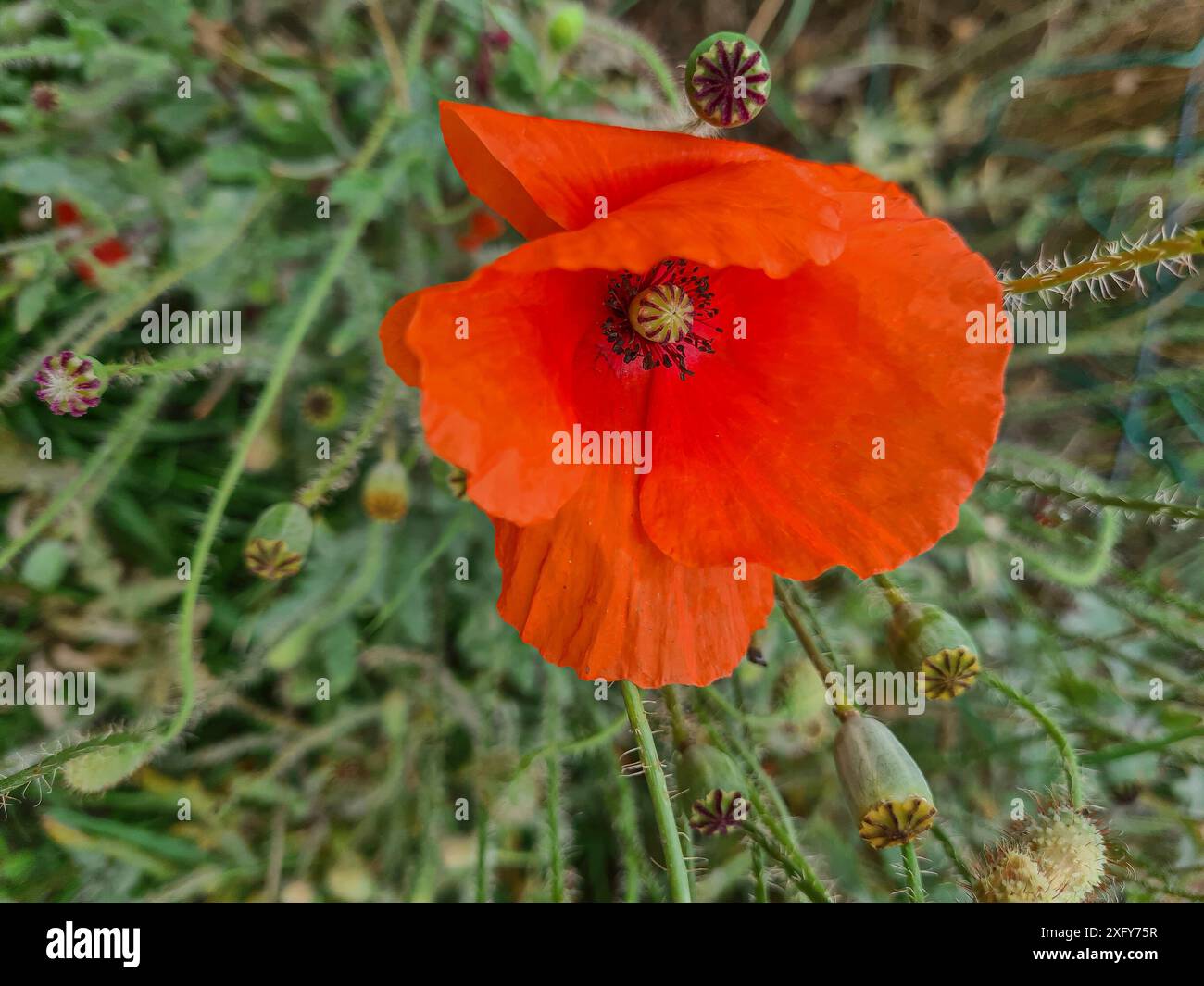 Primo piano di un fiore di papavero rosso, fiore di papavero in estate Foto Stock