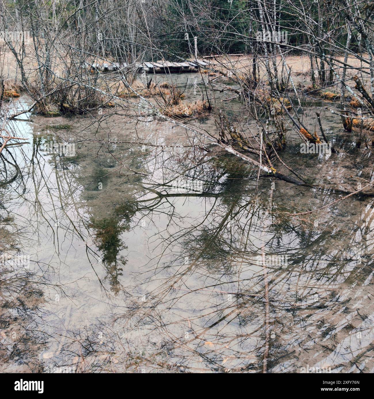 Area di riproduzione delle zanzare, acqua salmastra proveniente dalle inondazioni nel letto Isar vicino a Wallgau Foto Stock