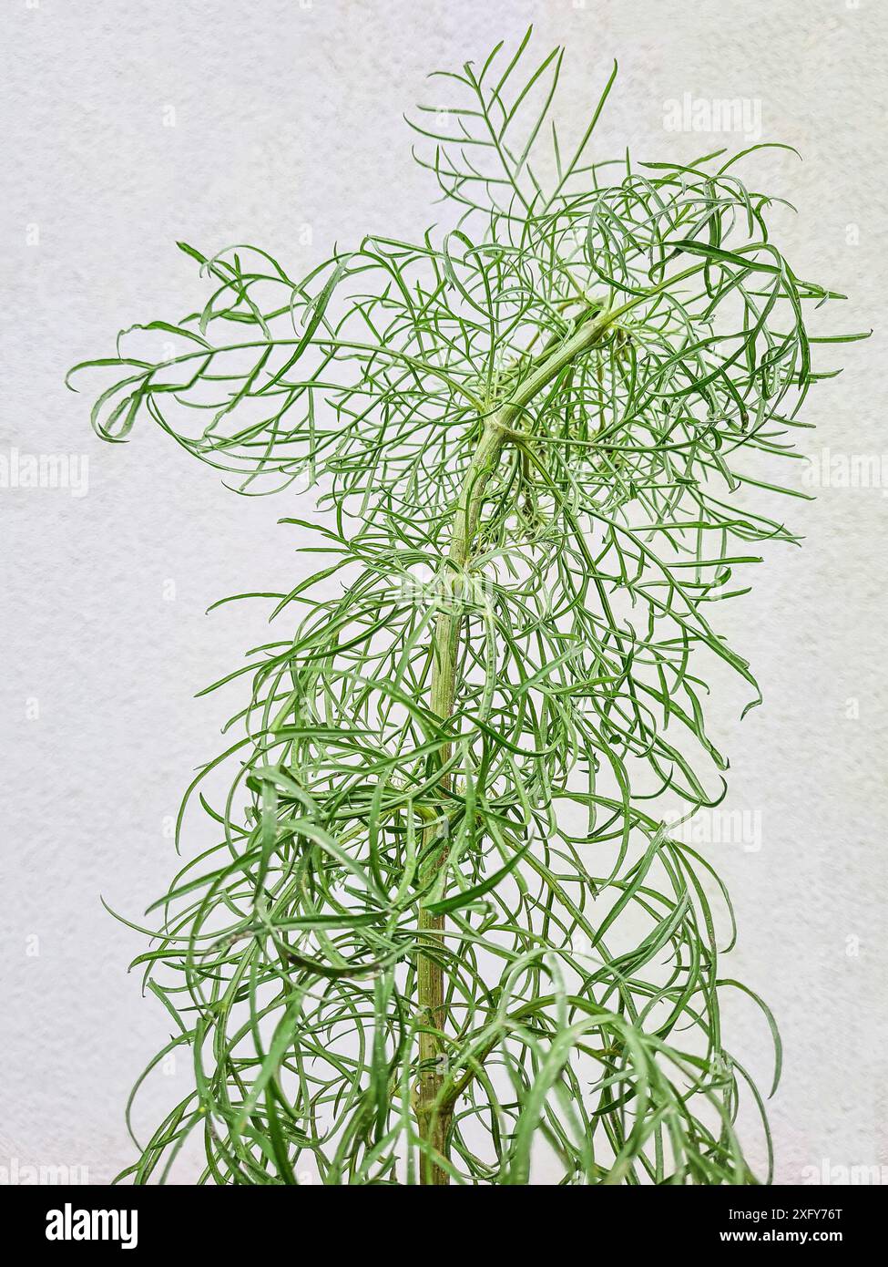 Cosmea vegetale verde con il nome scientifico Cosmos bipinnatus con strette foglie di filigrana davanti a una parete bianca Foto Stock