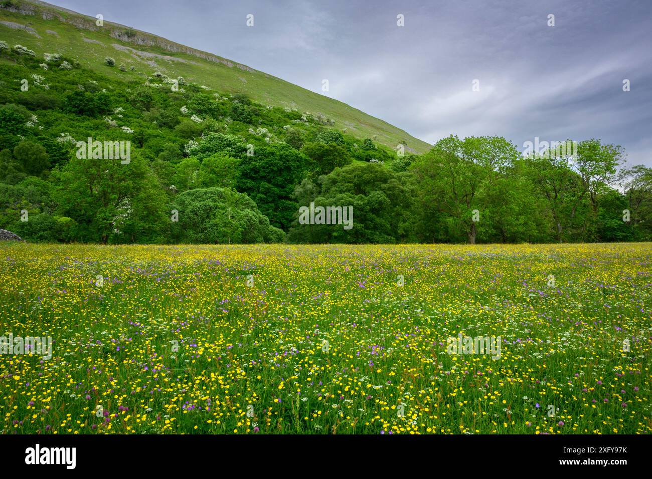 Pittoreschi prati di fiori selvatici dell'altopiano di Swaledale (fiori colorati di campestre, pascoli, colline, cielo blu) - Muker, Yorkshire Dales, Inghilterra Regno Unito Foto Stock