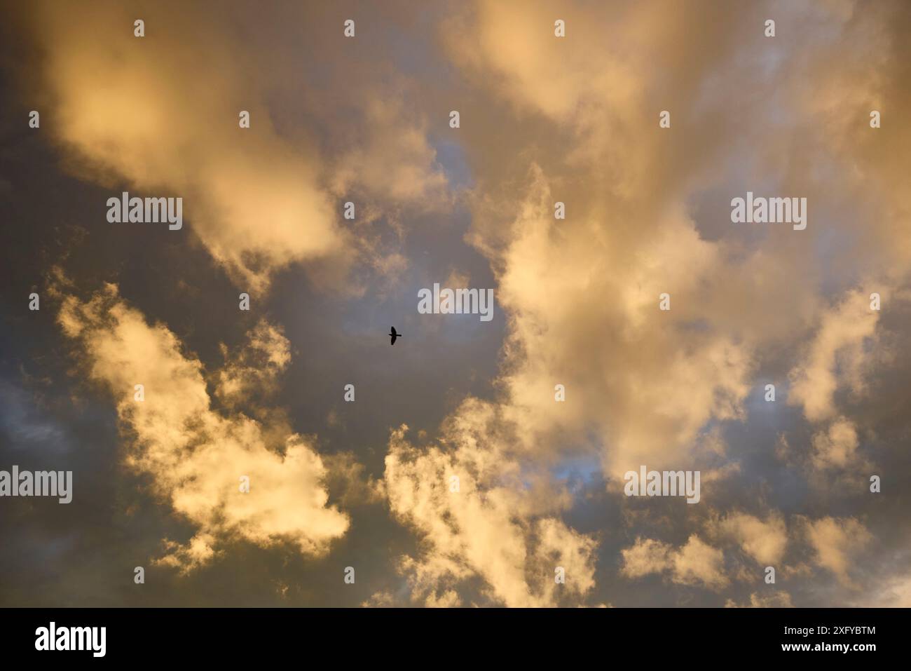 cielo, nuvole, drammatico, luce serale, piccione, uccello Foto Stock