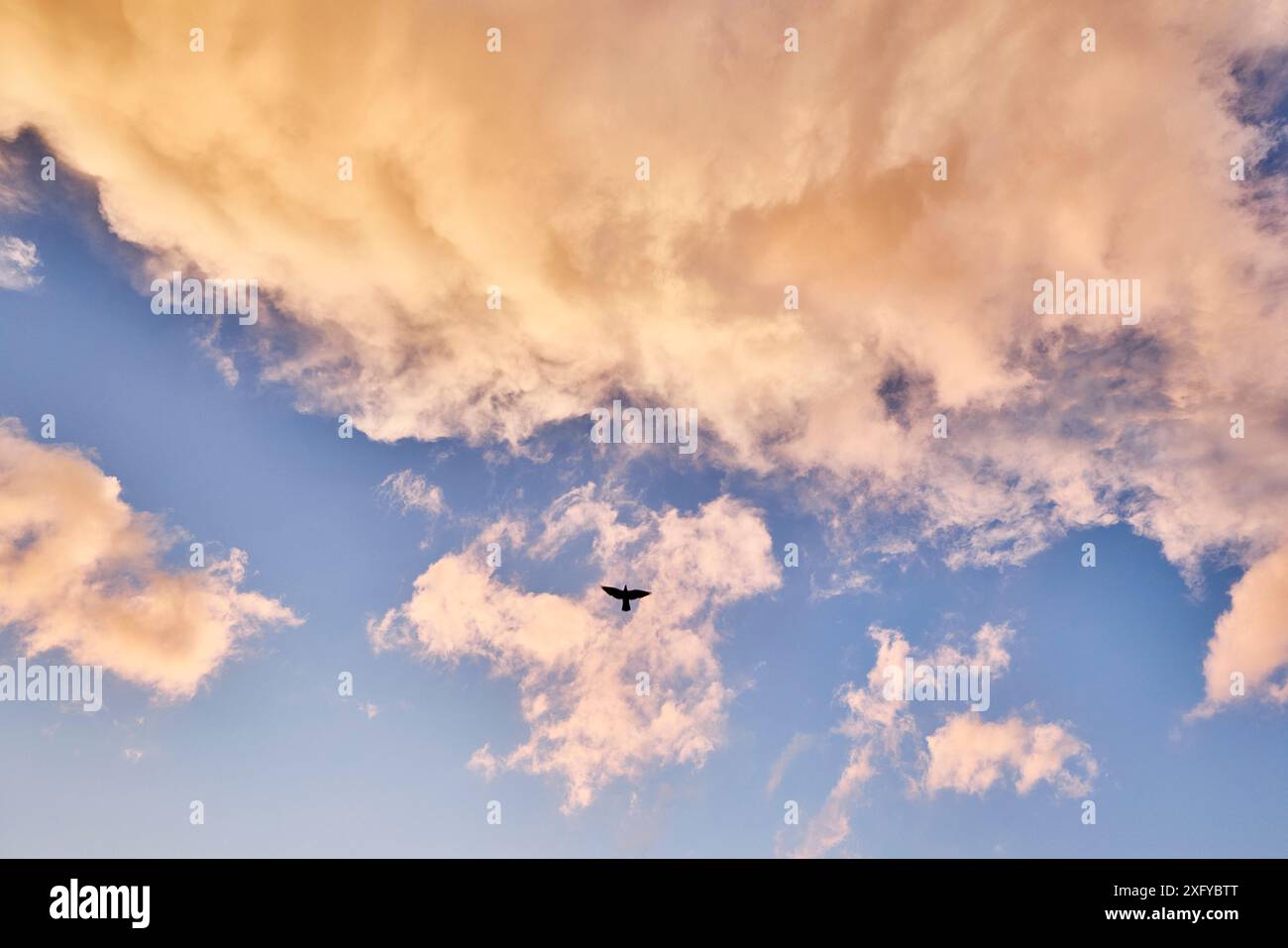 cielo, nuvole, drammatico, luce serale, piccione, uccello Foto Stock