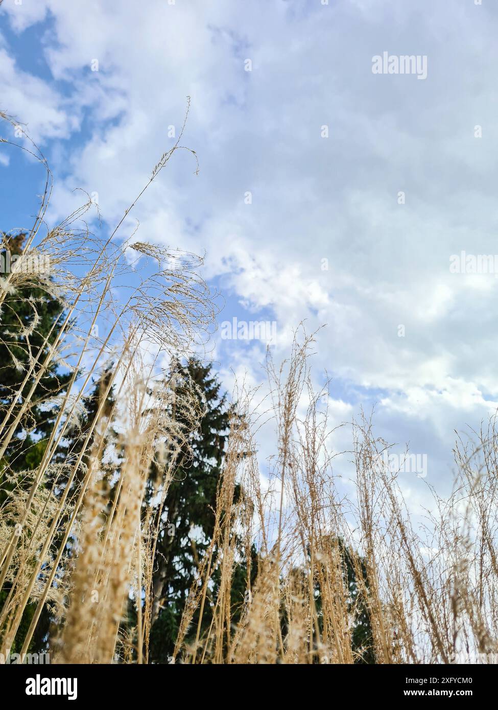 Pampas erba asciutta di fronte al cielo nuvoloso blu, scatti all'aperto in natura, Germania Foto Stock