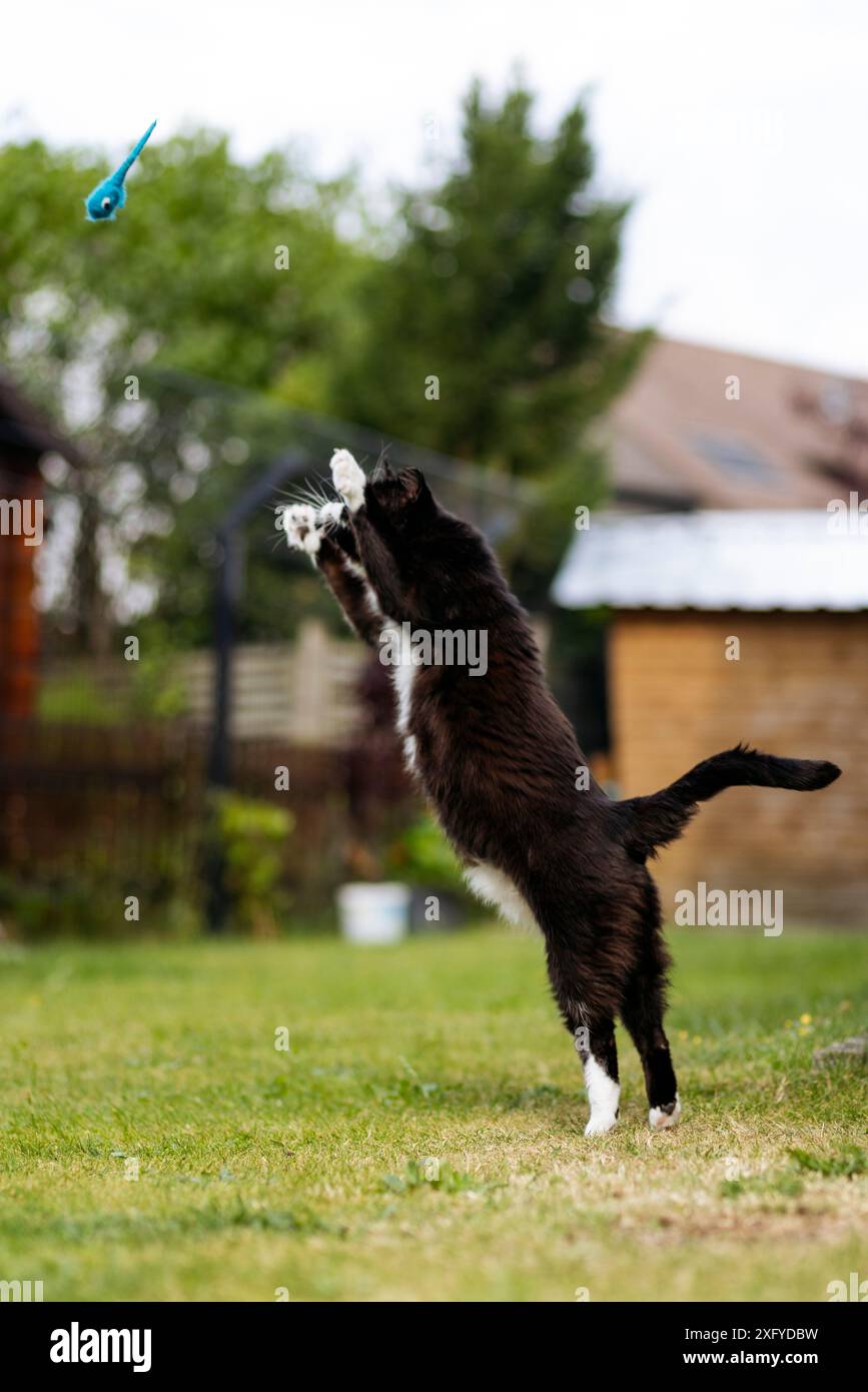 Il gatto della casa gioca in giardino Foto Stock