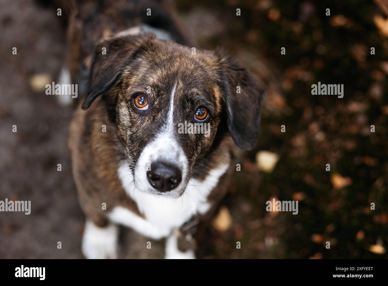 Cane da mostro fuori e in giro nella foresta autunnale Foto Stock