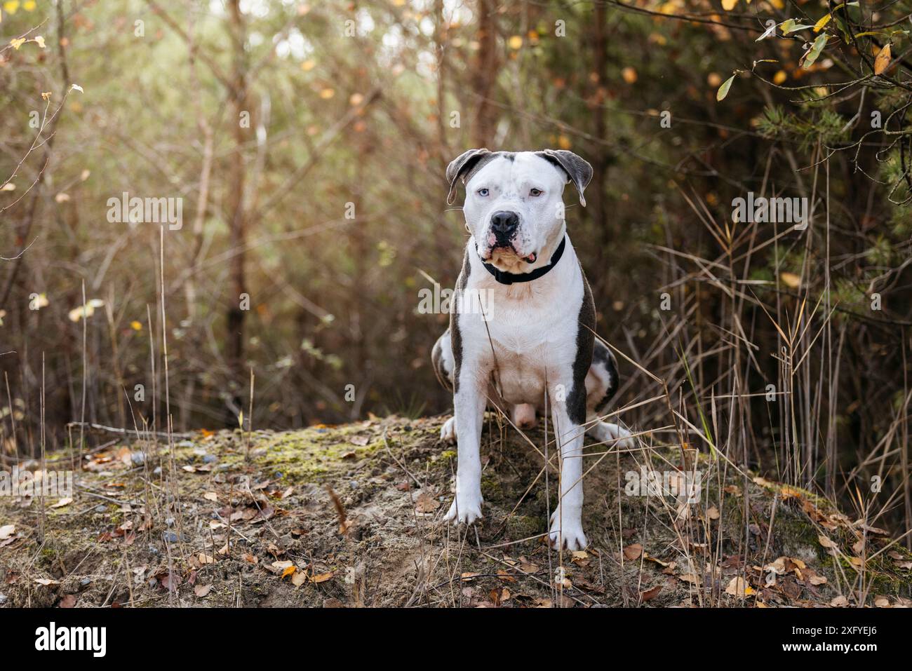 Ritratto maschile Pitbull in autunno Foto Stock