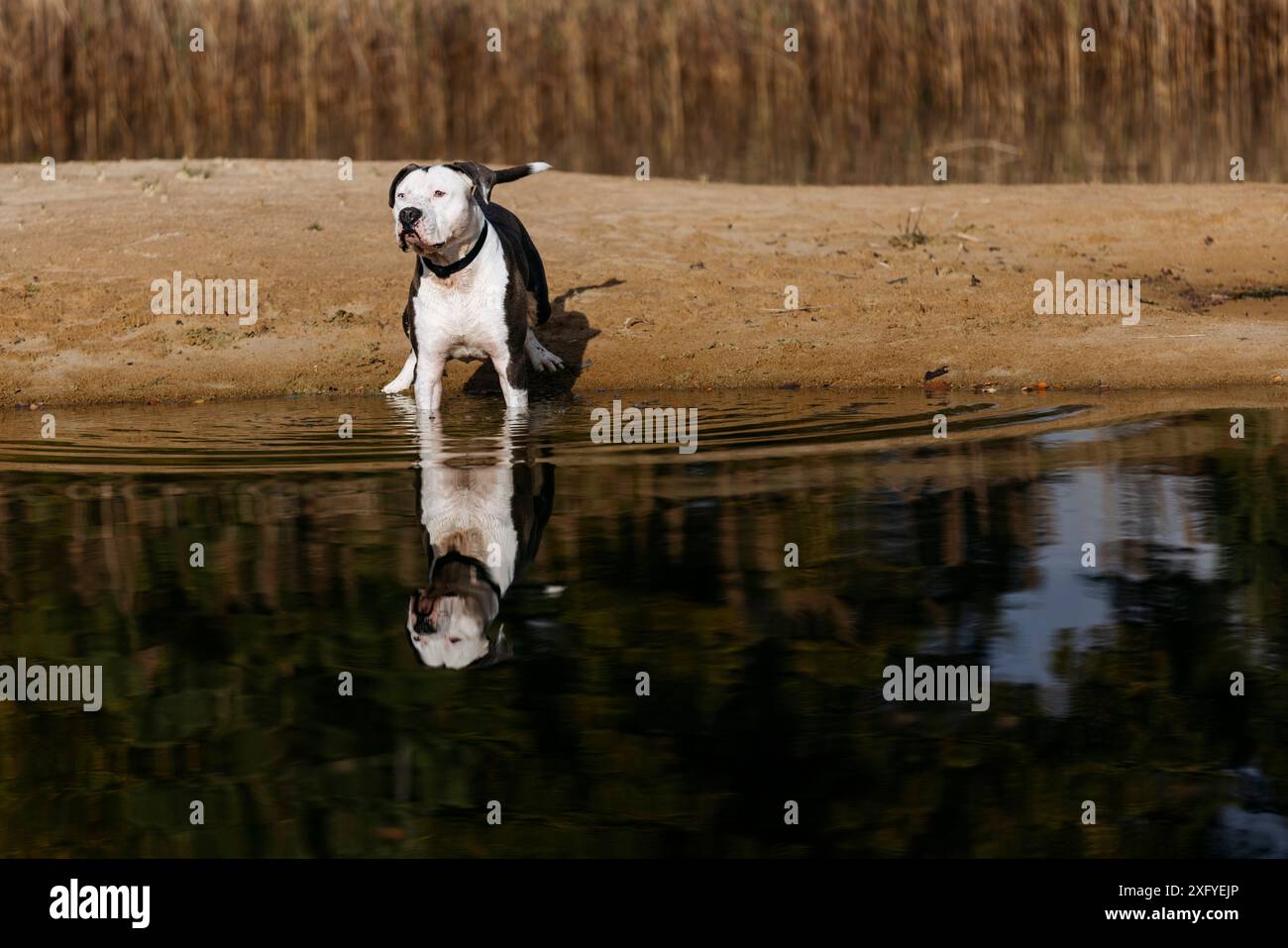 Il maschio Pitbull si diverte in acqua in autunno Foto Stock