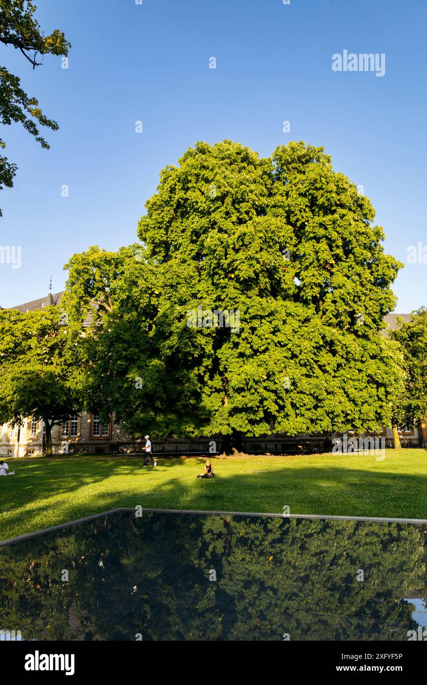 Riflesso di un grande e antico castagno nel bacino idrico della Kunsthalle a Bielefeld Foto Stock
