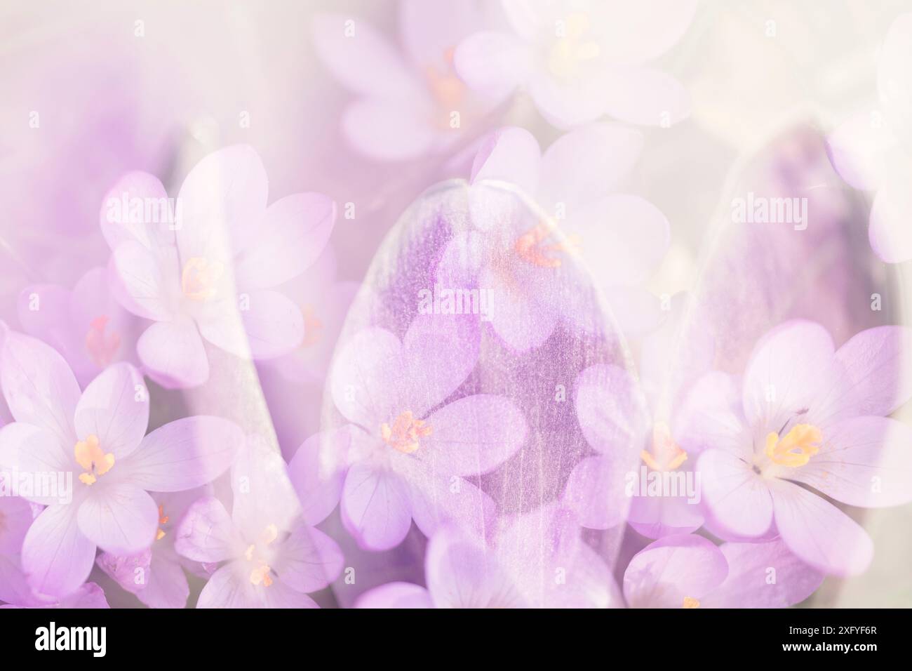 Primo piano di fiori di cocco in primavera, scattati creativamente con l'aiuto di una doppia esposizione nella fotocamera Foto Stock