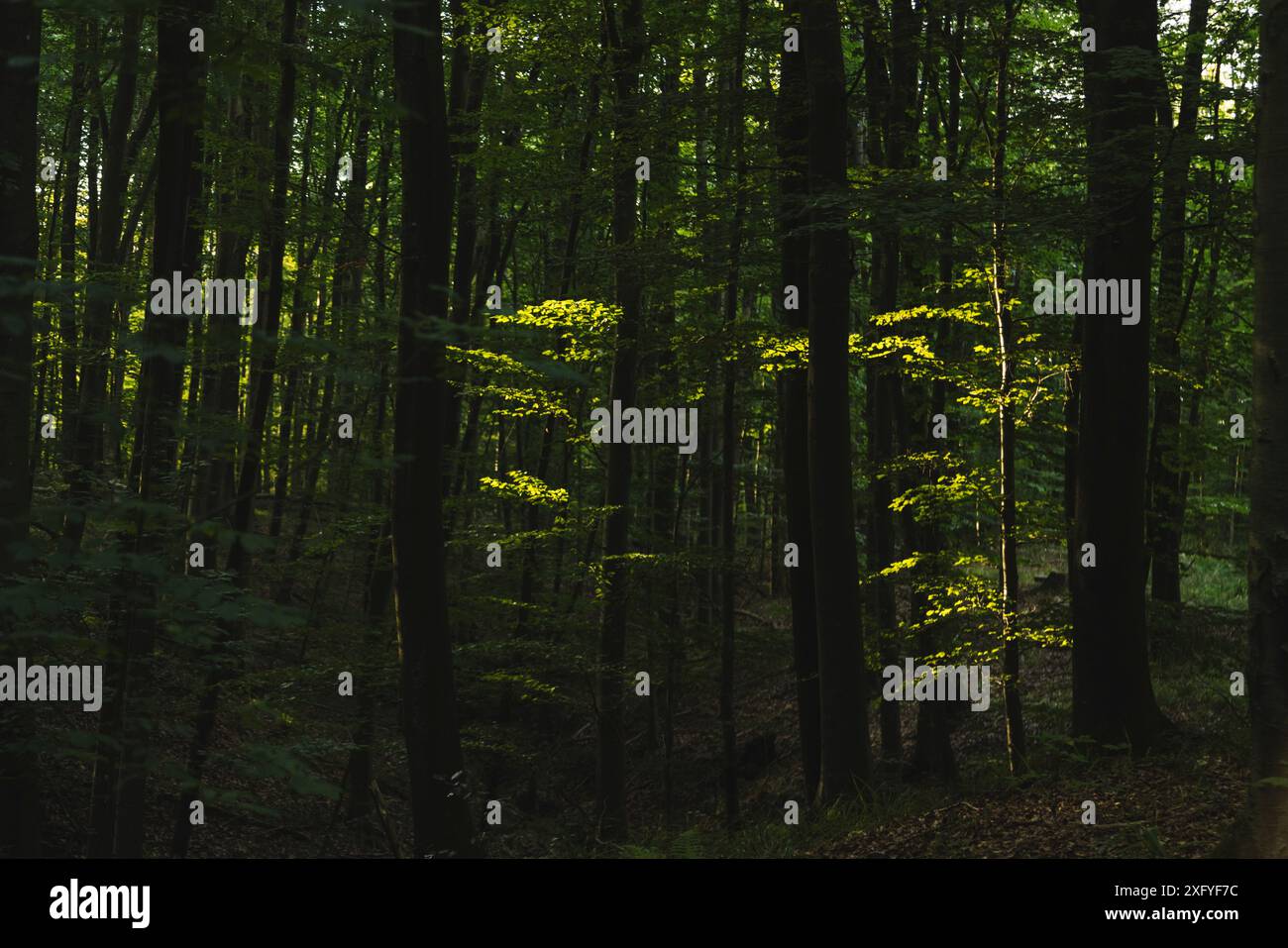 Foresta di faggi nei pressi di Kollund, le foglie di faggio sono illuminate dal sole e tramonta splendidi accenti di luce Foto Stock