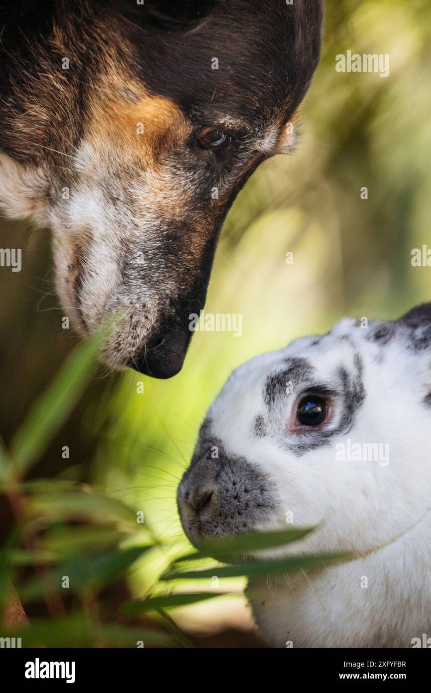 Amicizia tra un coniglio Rex e un cane, primo piano Foto Stock