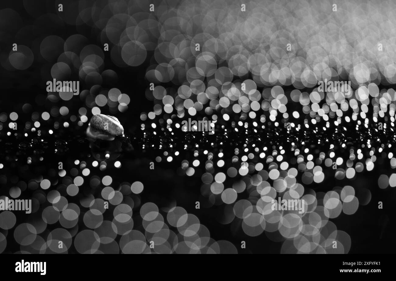 Chiocciola, immagine in bianco e nero Foto Stock