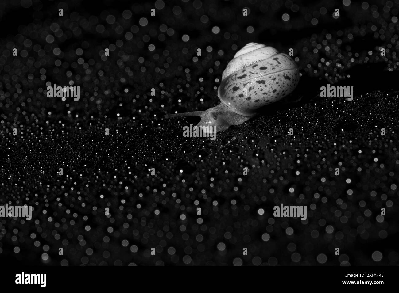 Chiocciola, immagine in bianco e nero Foto Stock
