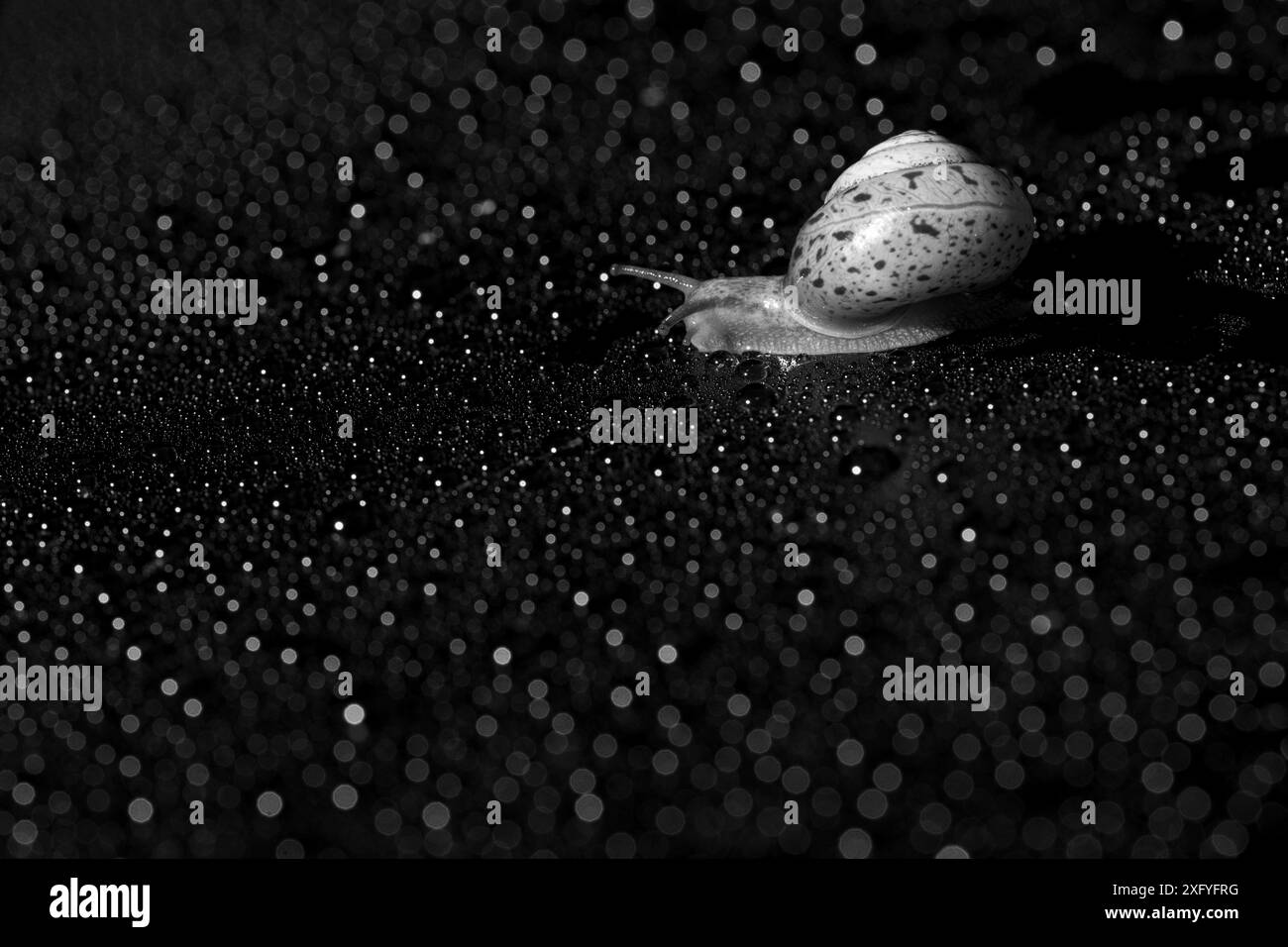 Chiocciola, immagine in bianco e nero Foto Stock