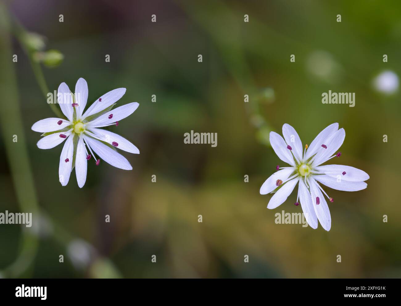 Stichwort lievitato Foto Stock