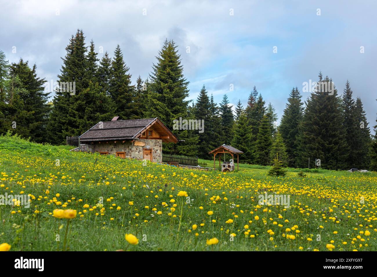 La fioritura dei bottoni dorati dona a questa piccola cabina uno splendido scorcio di primavera. Europa, Italia, Trentino alto Adige, non valle, provincia di Trento, Cles Foto Stock