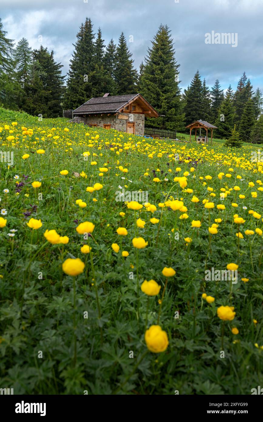 La fioritura dei bottoni dorati sui pascoli del Monte Peller, Europa, Italia, Trentino alto Adige, non valle, provincia di Trento, Cles Foto Stock