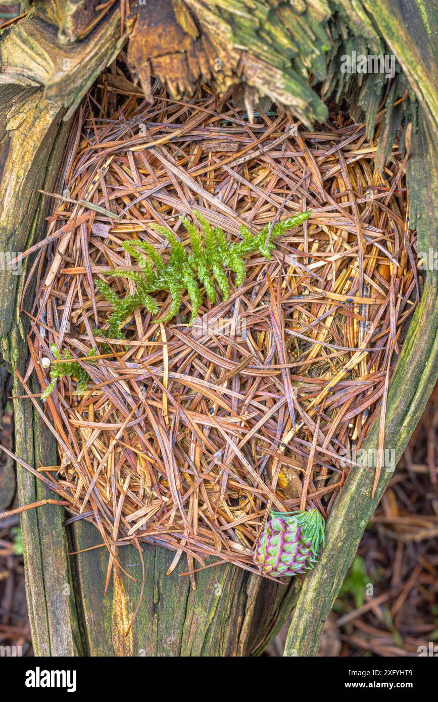 Legno, foglie di felce e cono di larice su aghi di pino, natura morta Foto Stock