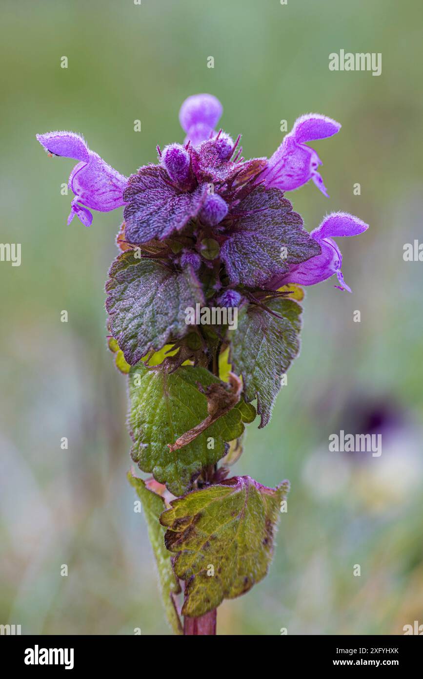 Primo piano di un bollitore viola Foto Stock