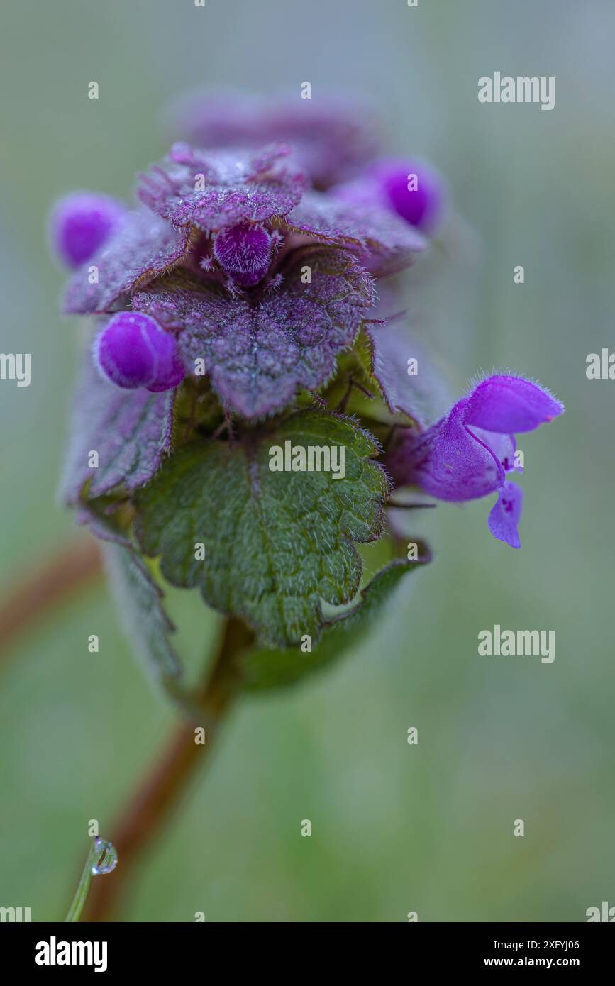 Primo piano di un bollitore viola Foto Stock