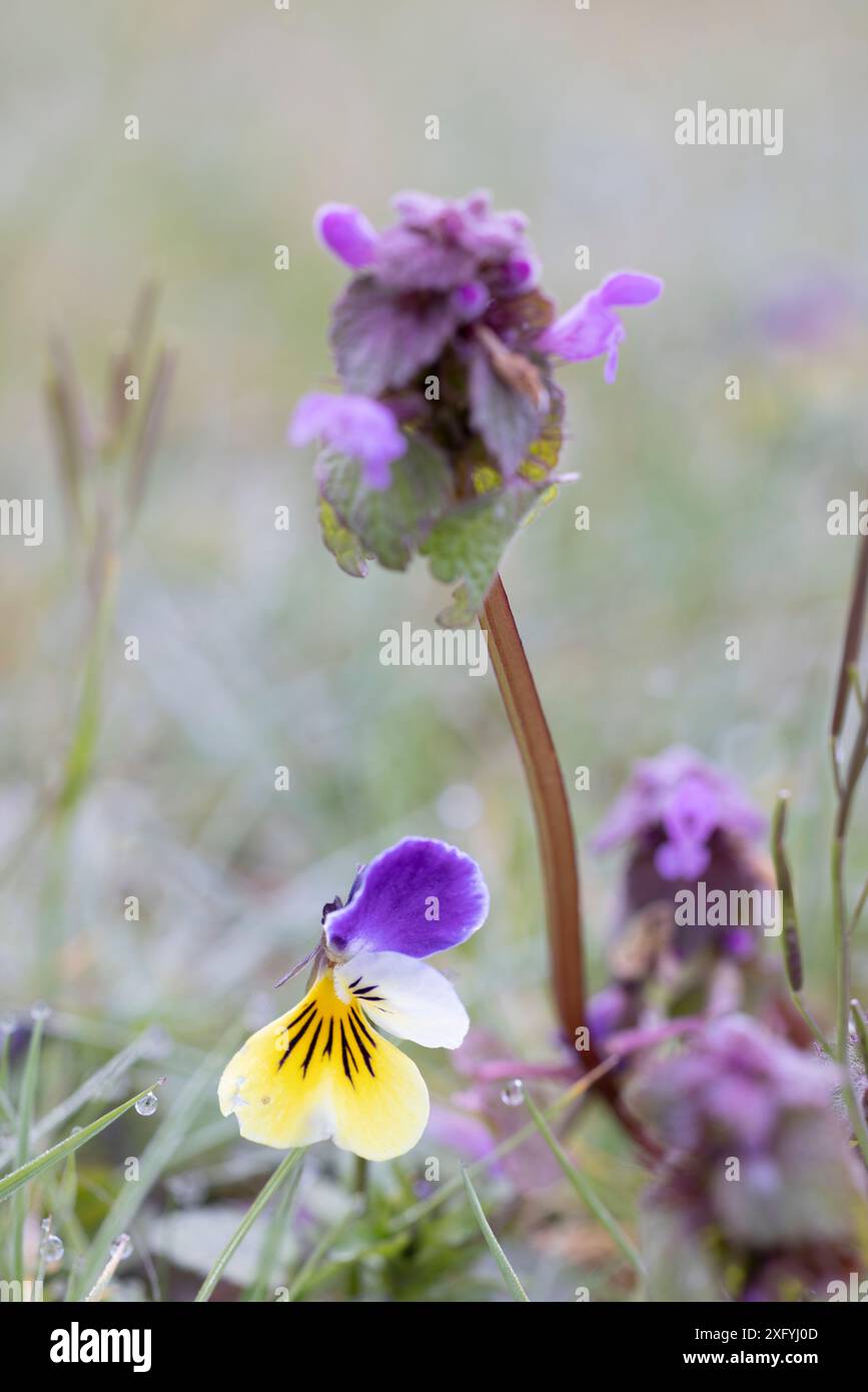 Primo piano di un bollitore viola Foto Stock