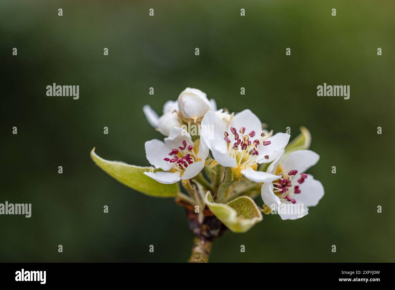 Pere, rami, boccioli di fiori, primo piano Foto Stock