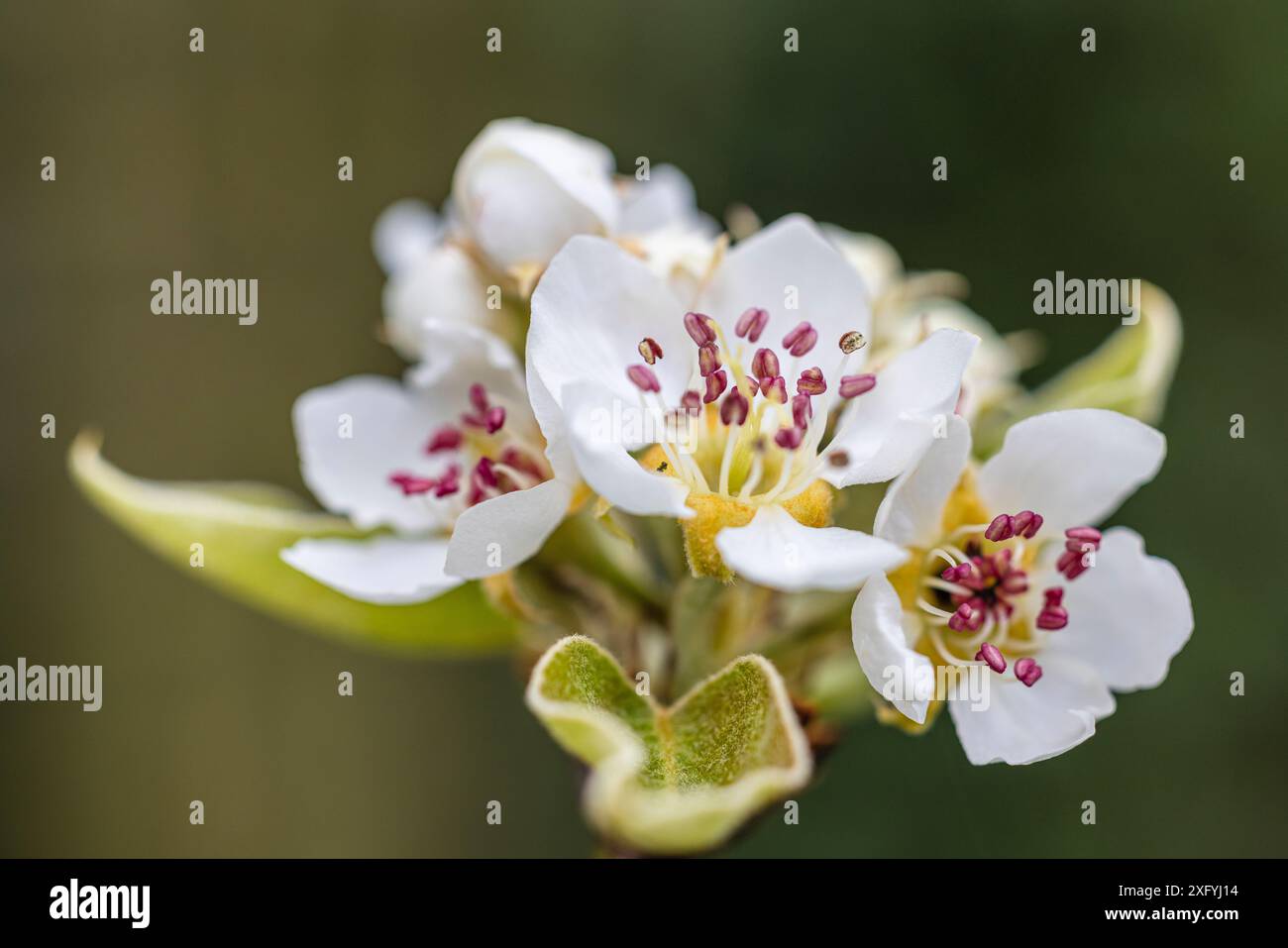 Pere, rami, boccioli di fiori, primo piano Foto Stock