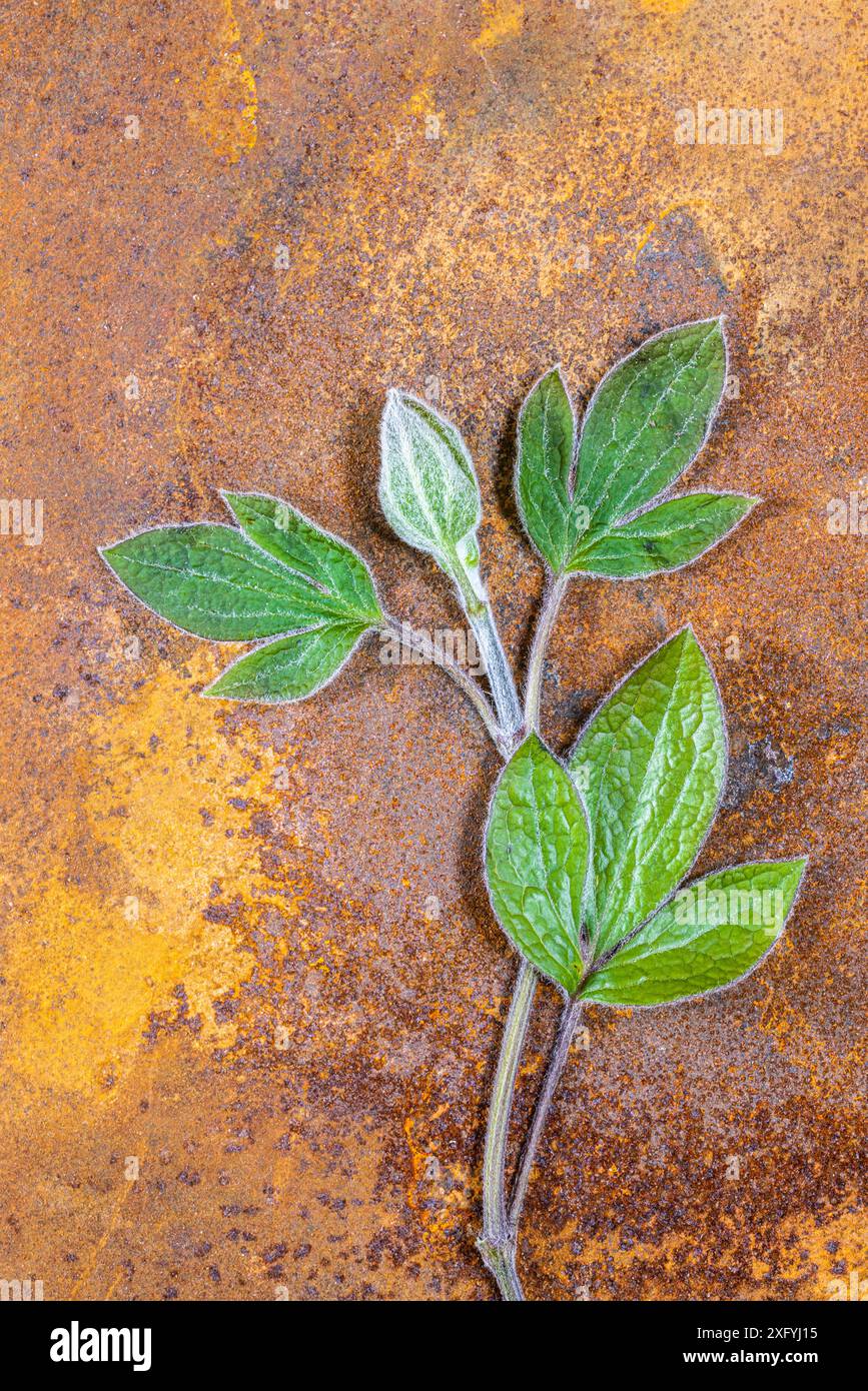 Gemma di clematis essiccato con stelo e foglie su metallo arrugginito Foto Stock