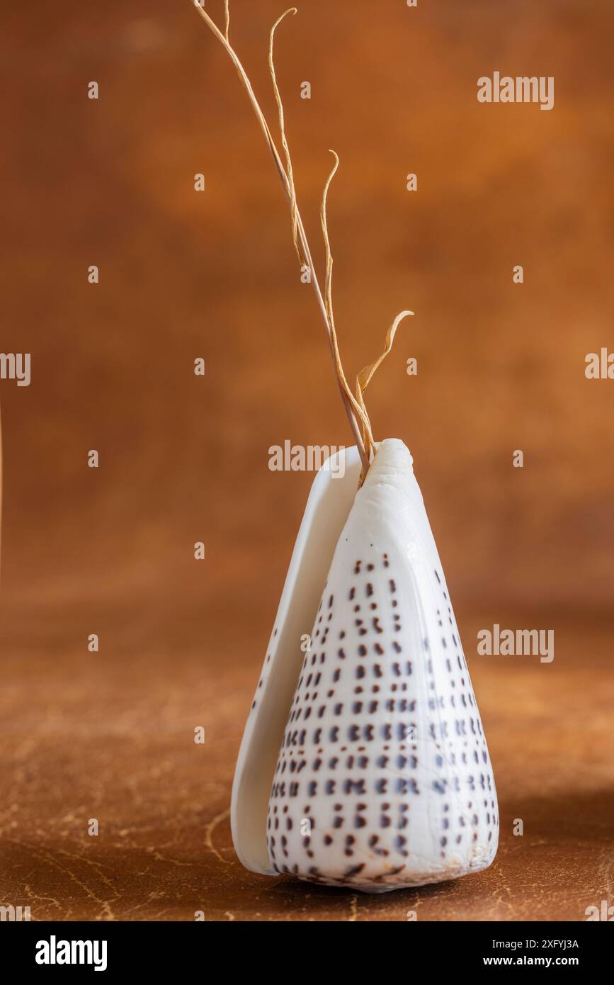 Pianta secca, conchiglia come vaso, decorazione Foto Stock