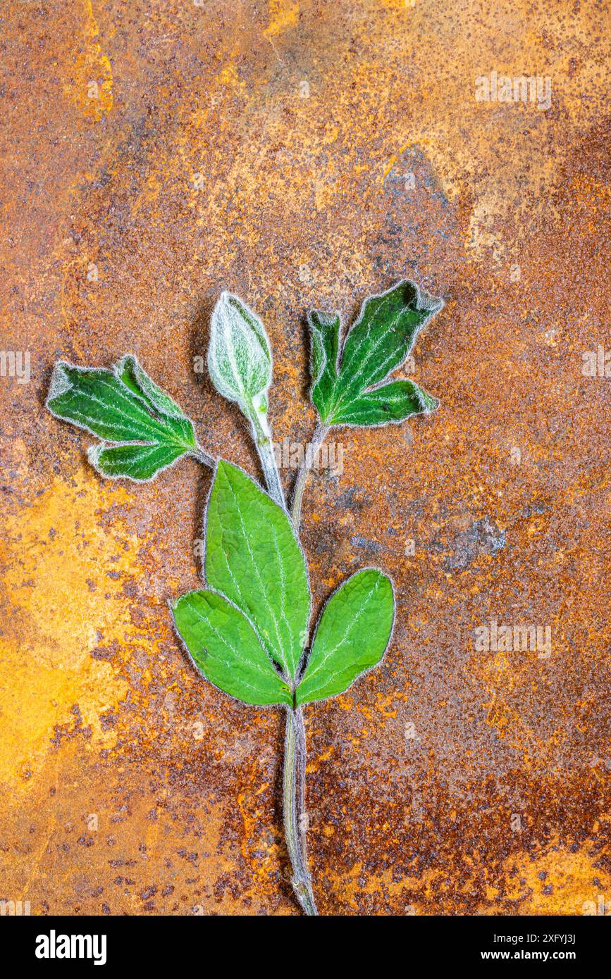 Gemma di clematis essiccato con stelo e foglie su metallo arrugginito Foto Stock