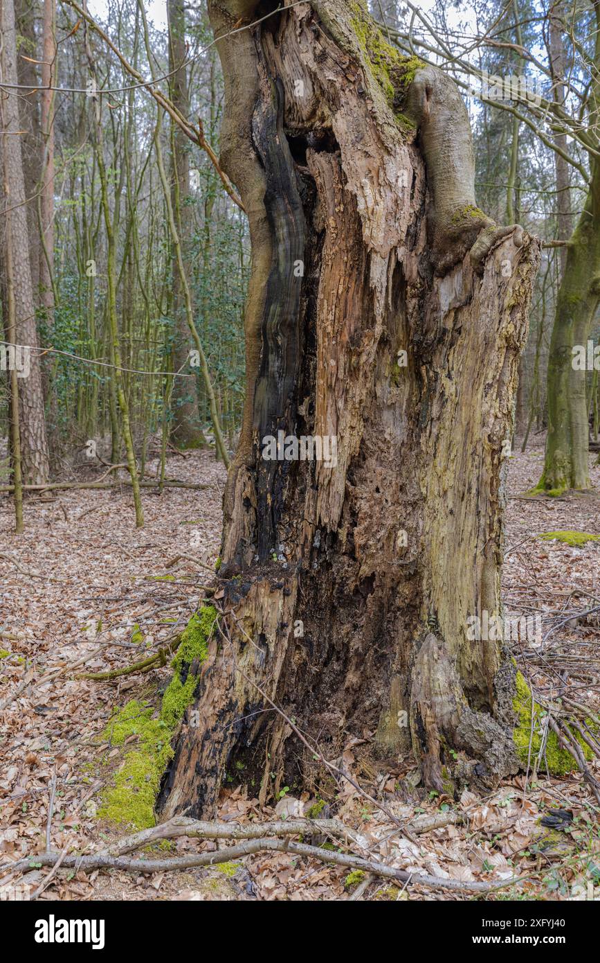 Vecchio albero, la storia finisce Foto Stock