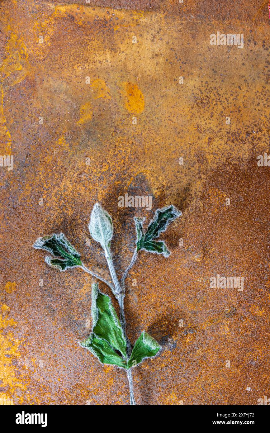 Gemma di clematis essiccato con stelo e foglie su metallo arrugginito Foto Stock