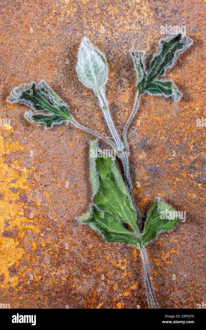 Gemma di clematis essiccato con stelo e foglie su metallo arrugginito Foto Stock