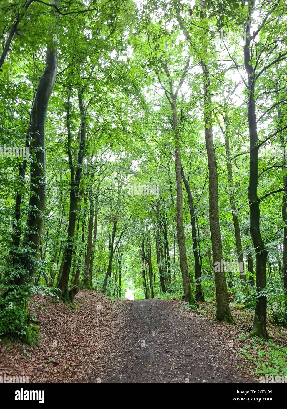 Passeggiata nella foresta dopo una doccia a pioggia in estate attraverso una fitta foresta, bagni nella foresta verde della Renania settentrionale-Vestfalia, Germania Foto Stock