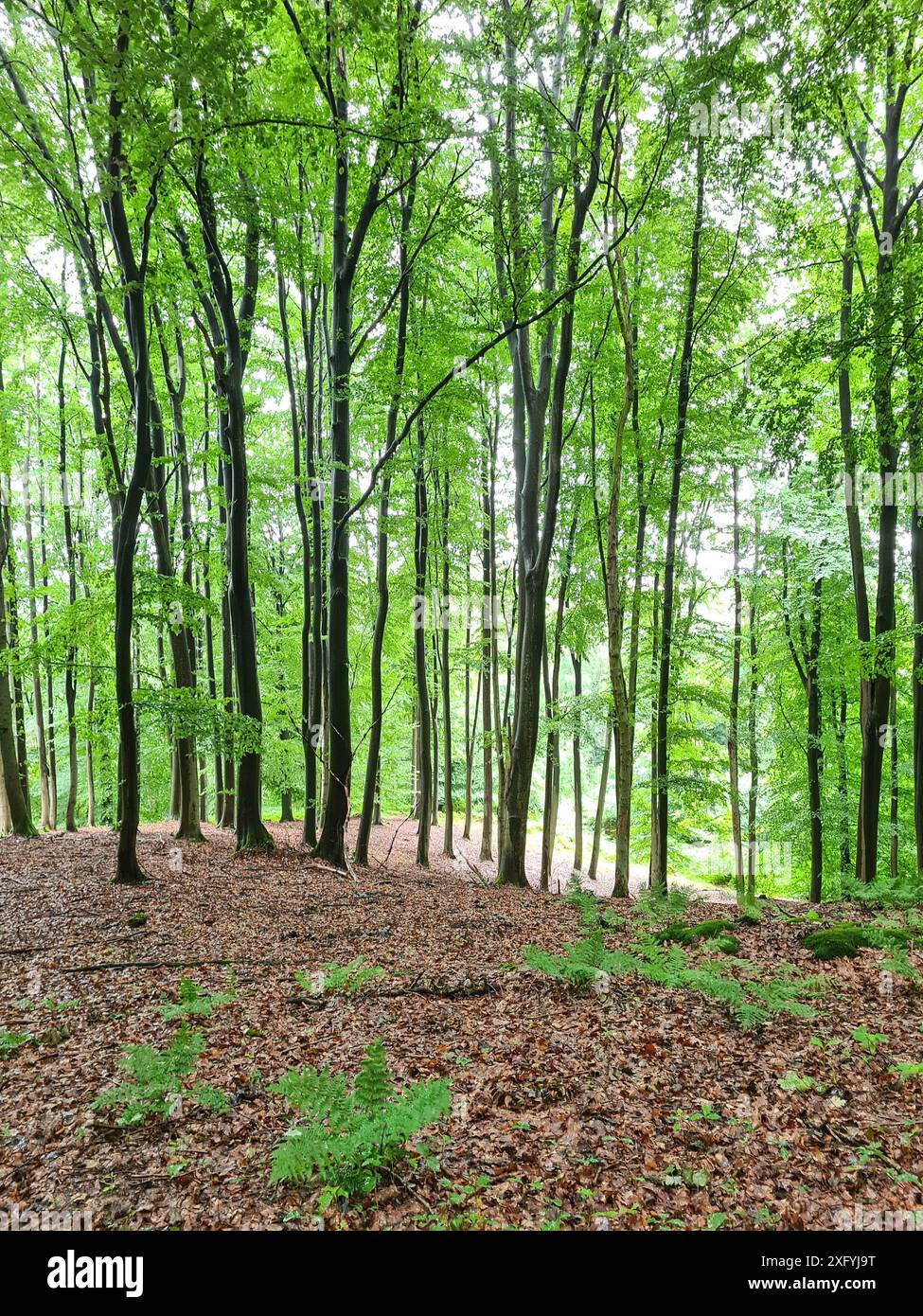 Passeggiata nella foresta dopo una doccia a pioggia in estate attraverso una fitta foresta, bagni nella foresta verde della Renania settentrionale-Vestfalia, Germania Foto Stock