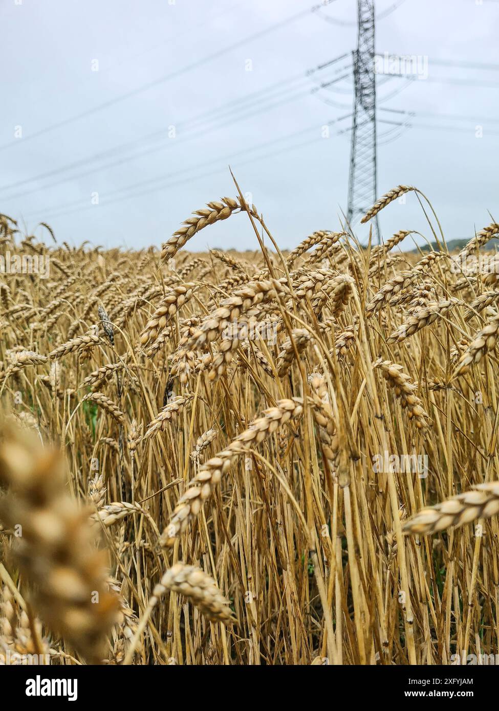 Primo piano di orecchie e gambi di frumento nel campo dei cereali, frumento estivo nella regione rurale della Renania settentrionale-Vestfalia, Germania Foto Stock