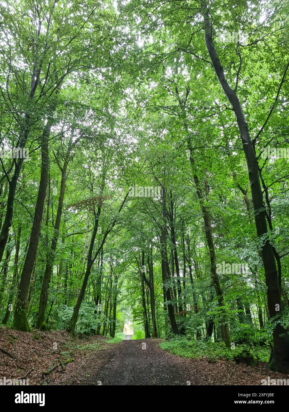 Passeggiata nella foresta dopo una doccia a pioggia in estate attraverso una fitta foresta, bagni nella foresta verde della Renania settentrionale-Vestfalia, Germania Foto Stock