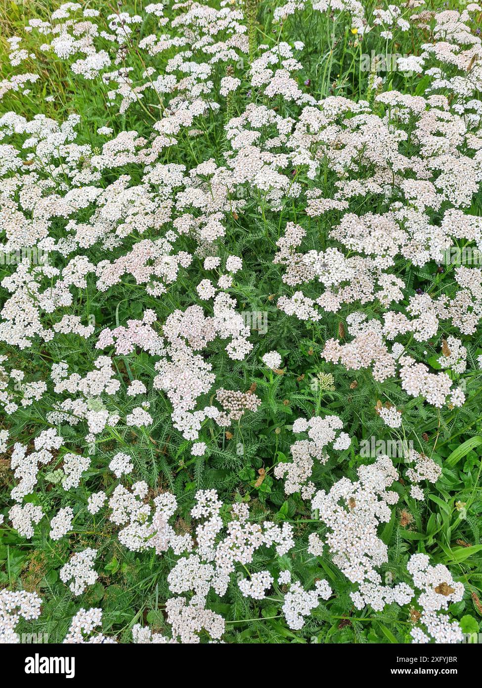 Le robuste e selvatiche piante verdi chiamate giardinaggio con il nome botanico Achillea millefolium in un prato in una zona rurale della Renania settentrionale-Vestfalia, Germania Foto Stock