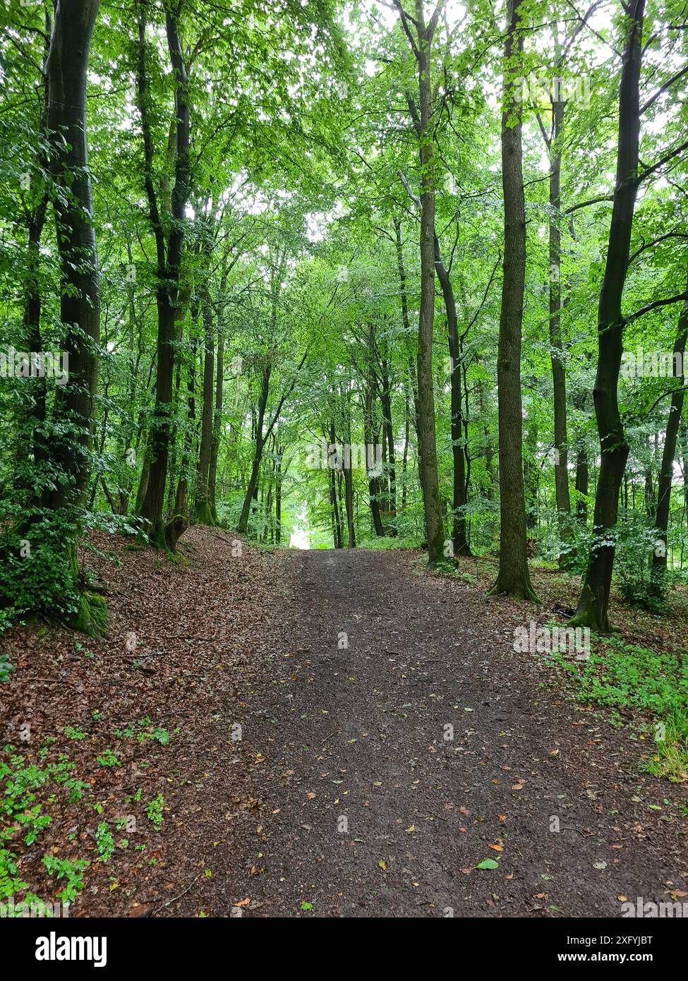 Passeggiata nella foresta dopo una doccia a pioggia in estate attraverso una fitta foresta, bagni nella foresta verde della Renania settentrionale-Vestfalia, Germania Foto Stock