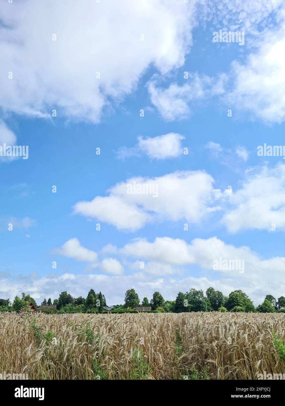 Campo coltivato di fronte al cielo azzurro con nuvole bianche nella regione rurale della Renania settentrionale-Vestfalia, Germania Foto Stock