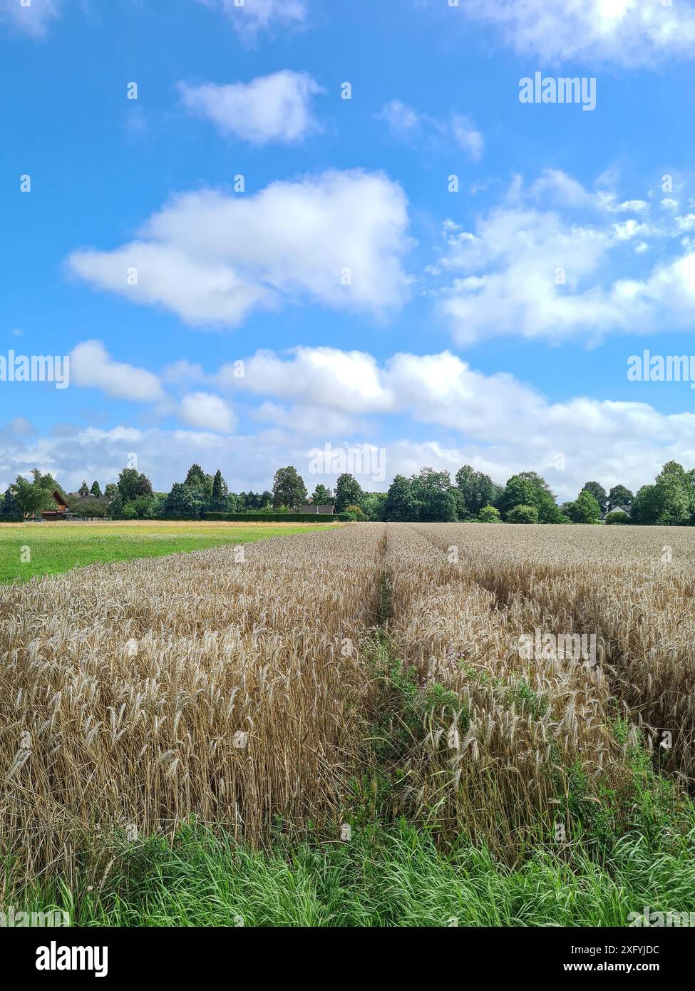 Campo coltivato di fronte al cielo azzurro con nuvole bianche nella regione rurale della Renania settentrionale-Vestfalia, Germania Foto Stock