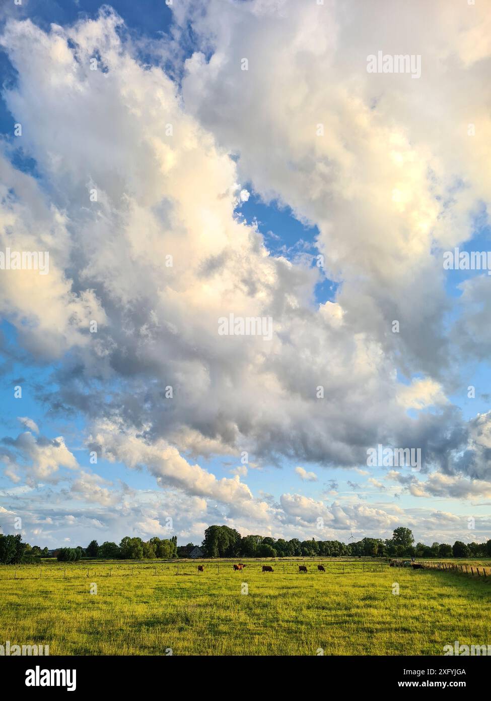 Mucche che pascolano pacificamente in un prato in un ambiente rurale alla luce della sera in un giorno d'estate, Renania settentrionale-Vestfalia, Germania Foto Stock