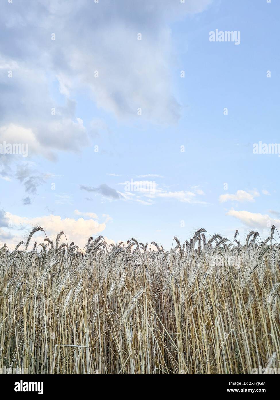 Vista di un campo di mais in primo piano in una zona rurale della Renania settentrionale-Vestfalia, Germania Foto Stock