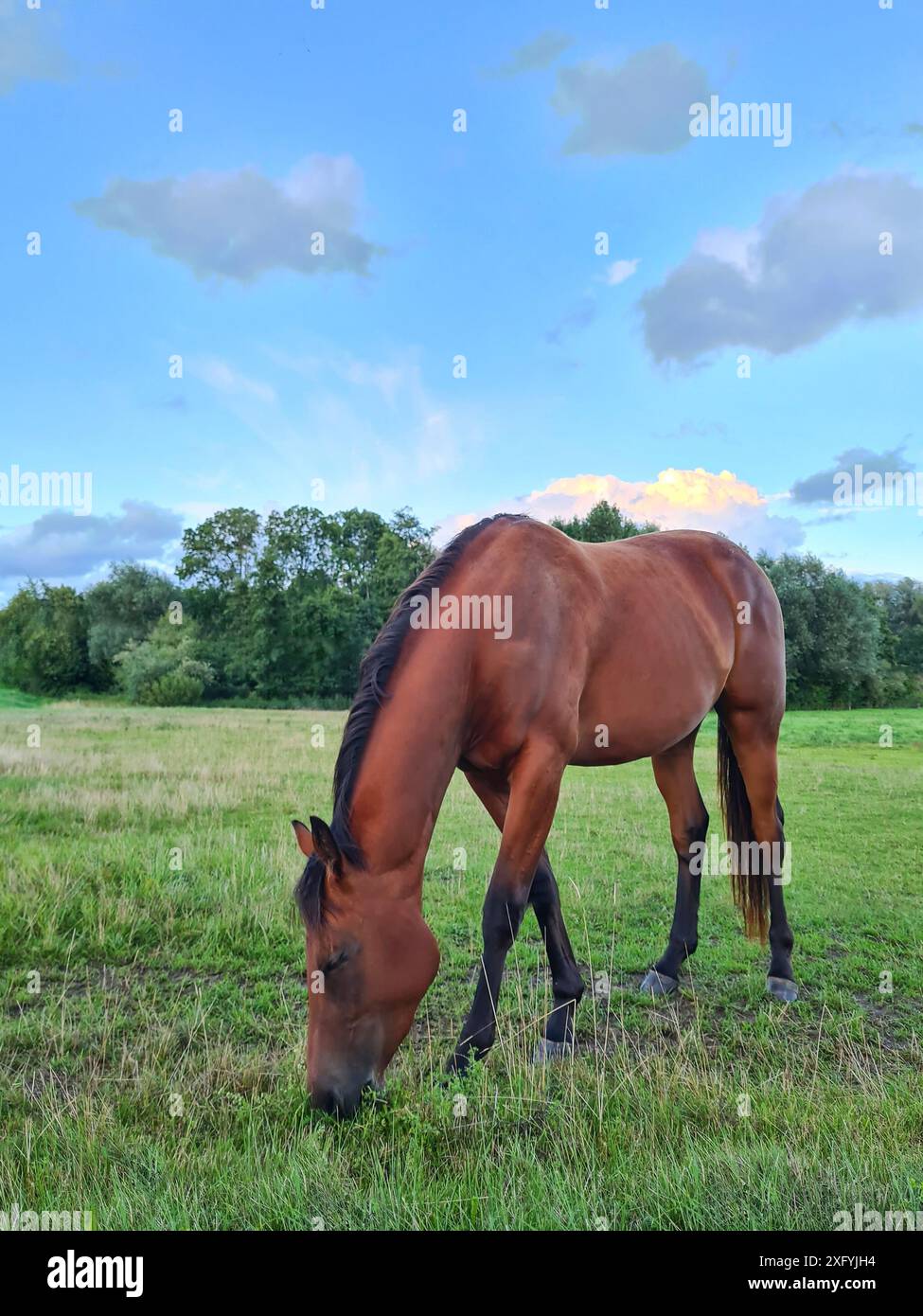 Cavallo marrone chiaro con criniera scura su un prato verde, giorno d'estate con cielo azzurro, Renania settentrionale-Vestfalia, Germania Foto Stock