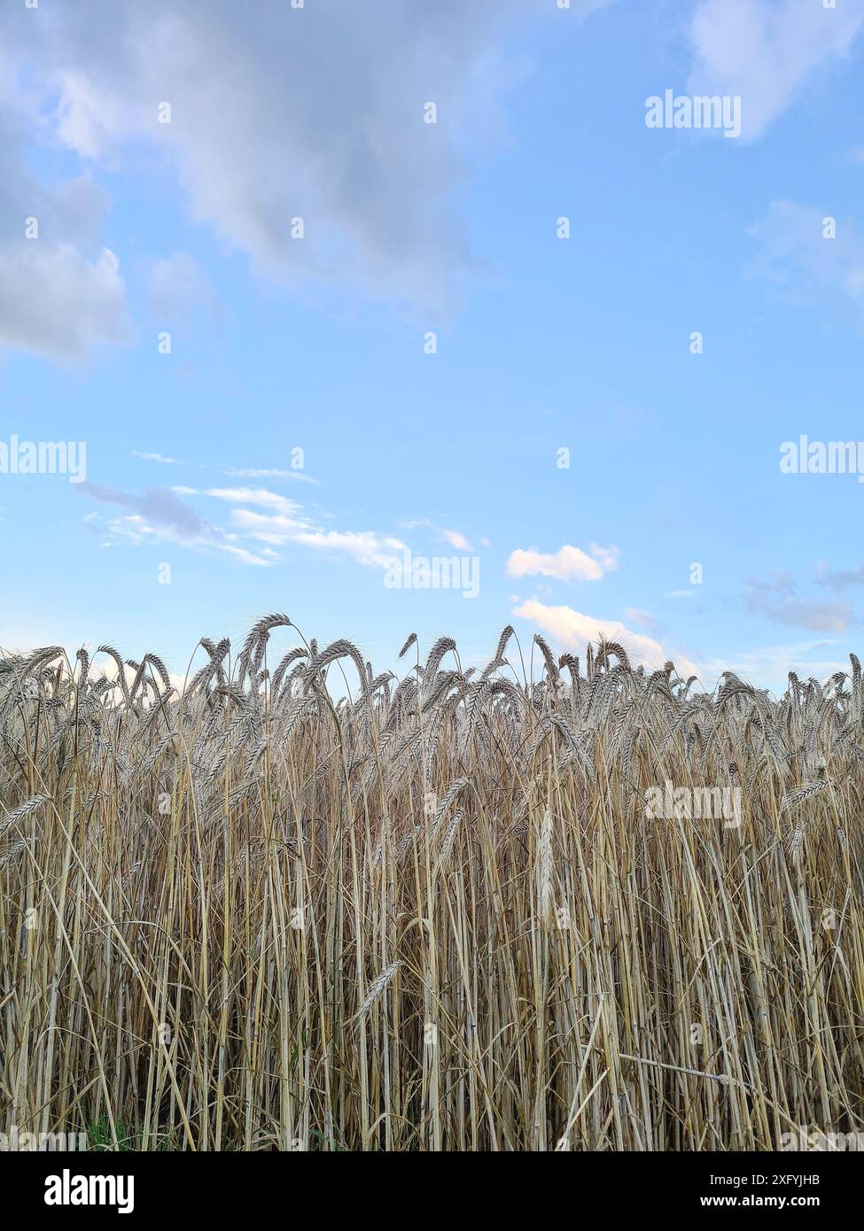 Vista di un campo di mais in primo piano in una zona rurale della Renania settentrionale-Vestfalia, Germania Foto Stock