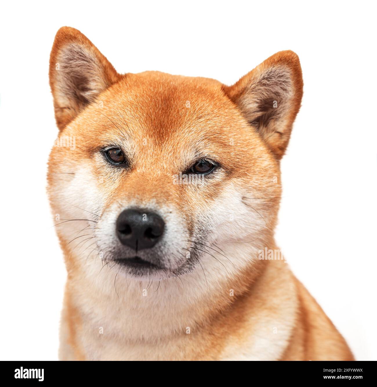 Ritratto del cane Shiba Inu su sfondo bianco. Foto Stock